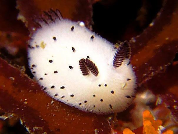 Jorunna parva Sea Bunnies Japan Is Going Crazy About These Furry Sea Slugs