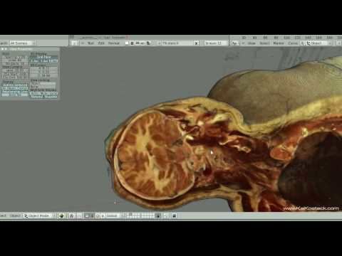 Joseph Paul Jernigan The Visible Human in realtime with Blender YouTube