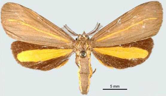 Josia similis