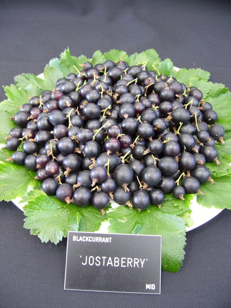 Jostaberry Jostaberry is it worth growing Fruit Forum