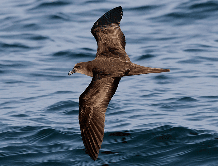 Jouanin's petrel Pirates Pianos and Petrels in search of Jouanin39s Petrels by