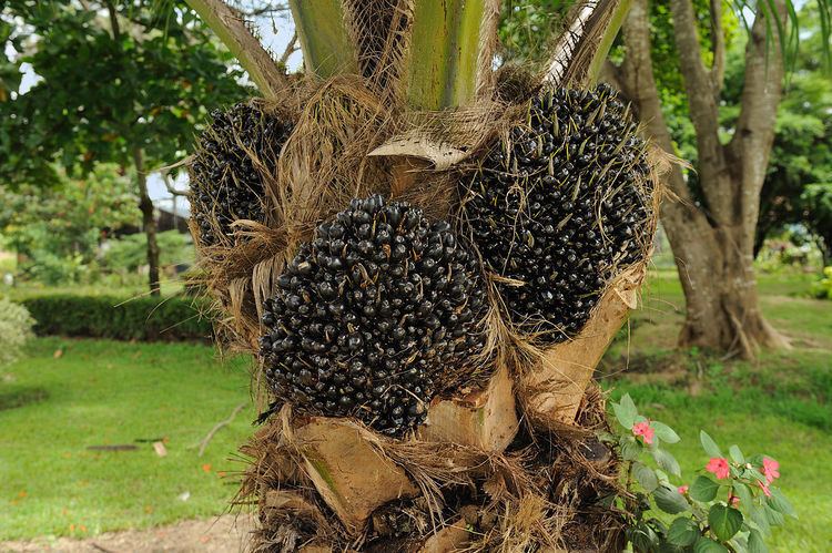 Journal of Oil Palm Research