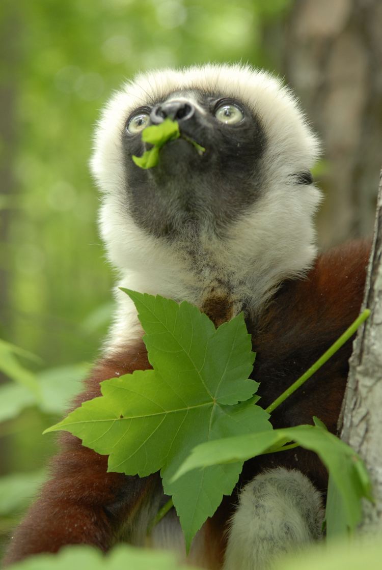 Jovian (lemur) Remembering a star Jovian lemur host of Zoboomafoo passes away