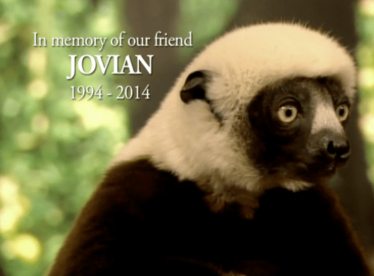 Jovian (lemur) Millions Mourn Zoboomafoo with images tweets DukeUniversity