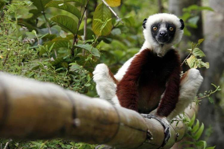 Jovian (lemur) Jovian Lemur Star Of Kratt Brothers39 Wildlife TV Show 39Zoboomafoo