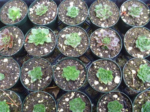Jovibarba heuffelii How to Grow Jovibarba heuffelii growing huffies in your garden