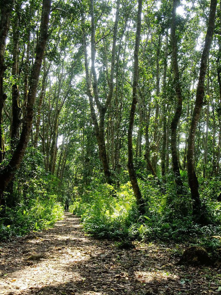 Jozani Chwaka Bay National Park