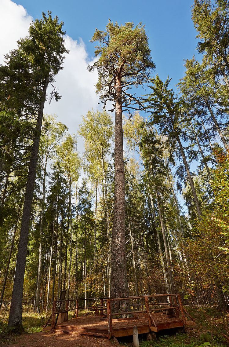 Järvselja Nature Reserve