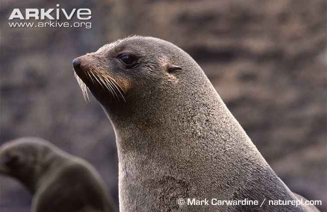 Juan Fernández fur seal Juan Fernndez fur seal photo Arctocephalus philippii G143921