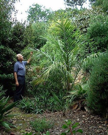 Juania Juania australis Palmpedia Palm Grower39s Guide