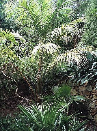 Juania Juania australis Palmpedia Palm Grower39s Guide