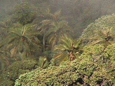 Juania wwwpalmpedianetwikiimagesdd3Juaniaaustrali