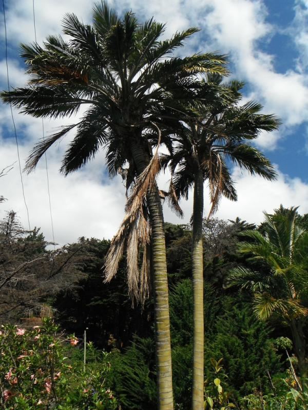 Juania palmworldorg Juania australis