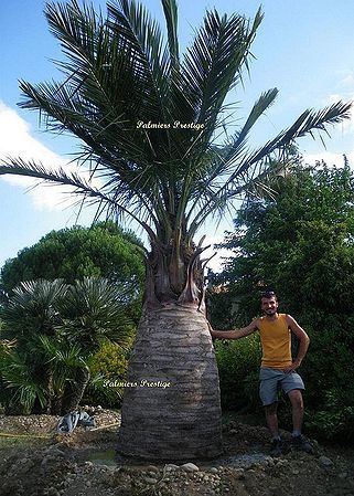 Jubaea Jubaea chilensis Palmpedia Palm Grower39s Guide