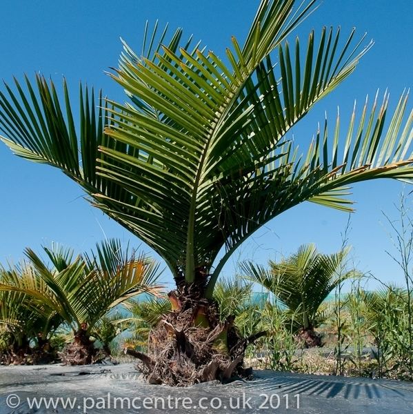 Jubaea Jubaea chilensis From Palm Centre