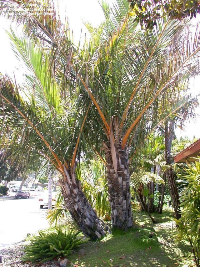 Jubaeopsis Jubaeopsis caffra Pondoland Palm DISCUSSING PALM TREES WORLDWIDE