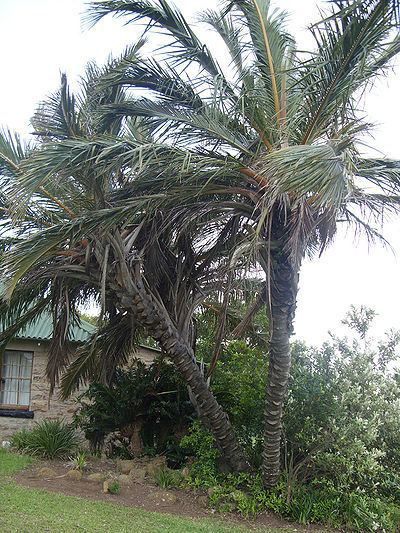 Jubaeopsis Jubaeopsis caffra Palmpedia Palm Grower39s Guide