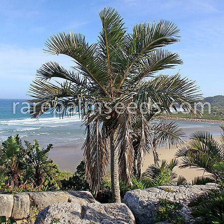 Jubaeopsis Jubaeopsis caffra Palmpedia Palm Grower39s Guide