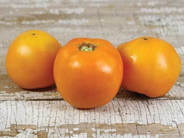 Jubilee tomato Golden Jubilee Tomato Baker Creek Heirloom Seeds