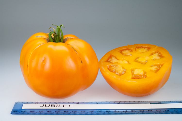 Jubilee tomato Jubilee Tomato Varieties