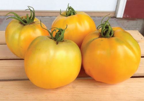 Jubilee tomato Golden Jubilee Tomato Seeds Urban Farmer