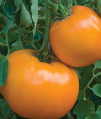 Jubilee tomato Heirloom Seeds Vegetable Seeds and Plants Tomato Burpee39s