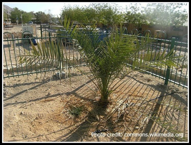 Judean date palm Reviving Ancient Seed Sanctuary Gardener
