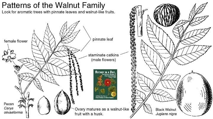 Juglandaceae Juglandaceae Walnut Family Identify plants flowers shrubs and trees