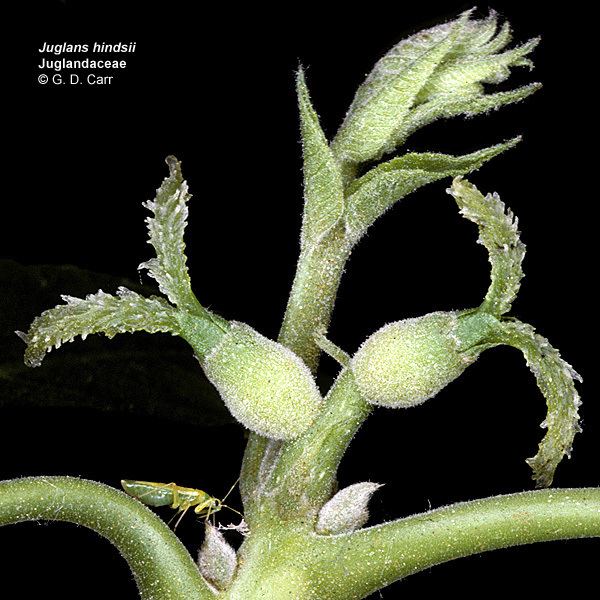 Juglandaceae Flowering Plant Families UH Botany