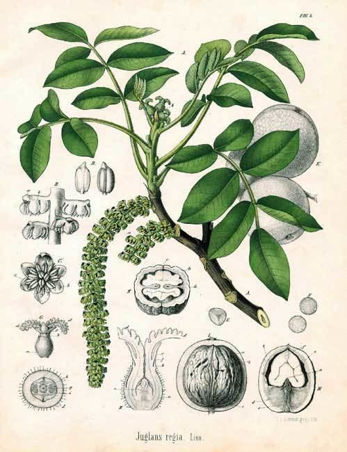 Juglandaceae Juglandaceae