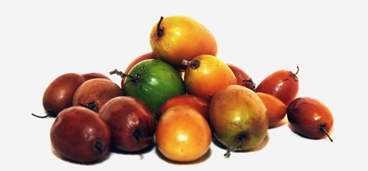 Jujube 10 Amazing Benefits and Uses Of Jujube Ber