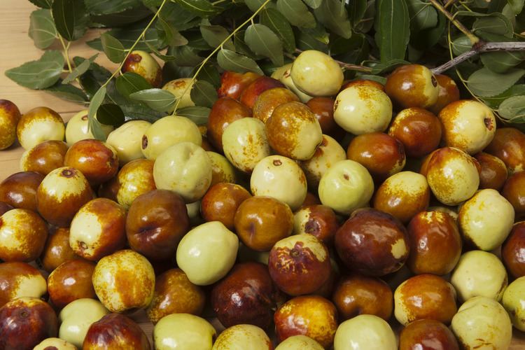 Jujube Jujubes in Western Australia Department of Agriculture and Food