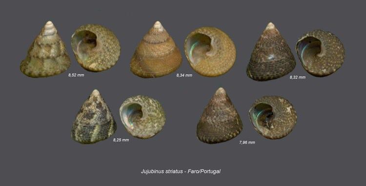 Jujubinus striatus Shells Collection