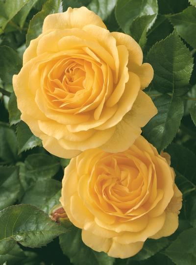 Julia Child rose Julia Child Rosa Floribunda Julia Child from Regan Nursery