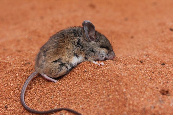 Julia Creek dunnart Outback visitor centre leads the fight to save endangered Julia