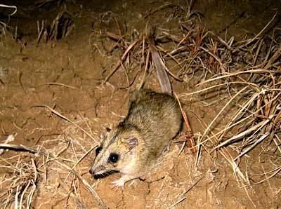 Julia Creek dunnart Julia Creek dunnart Department of Environment and Heritage Protection