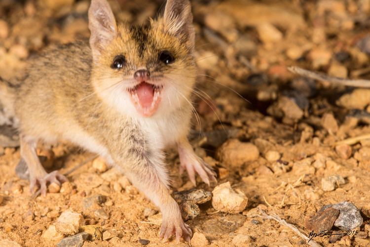 Julia Creek dunnart Julia Creek Dunnart The Julia Creek Dunnart is endangered Flickr