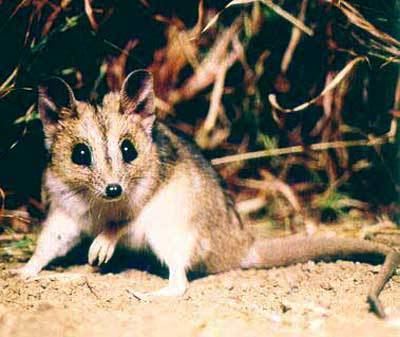 Julia Creek dunnart Julia Creek dunnart Department of Environment and Heritage Protection