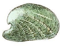 Julia (gastropod) httpsuploadwikimediaorgwikipediacommonsthu