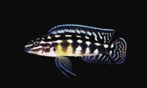 Julidochromis marlieri Julidochromis marlieri Wikipedia