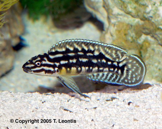 Julidochromis marlieri Julidochromis Marlieri 5quot aggressive tanganyikan cichlid also