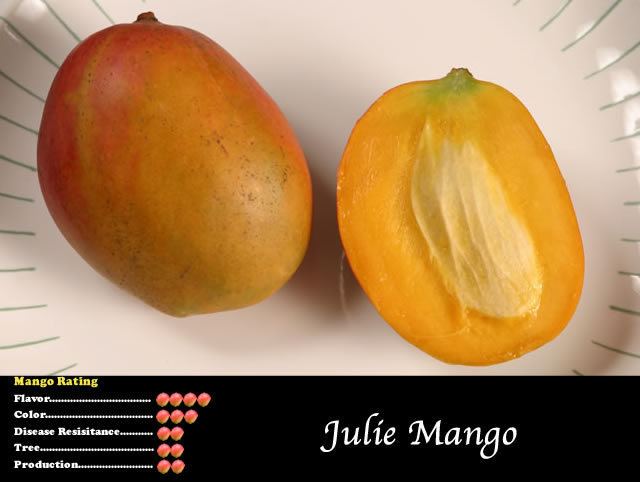 Julie (mango) wwwtropicalfruitnurserycommangoimagesjuliema