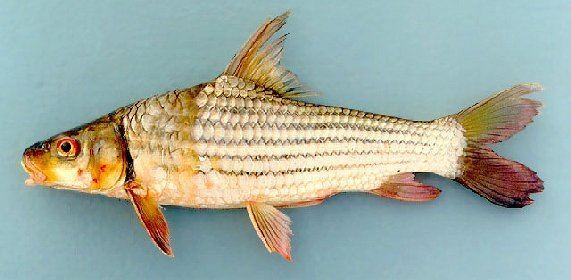 Jullien's golden carp SEAEX Thailand Fresh Water Fish of Thailand Jullien39s Golden Carp