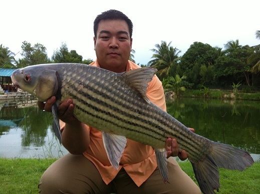 Jullien's golden carp Bangkokhooker39s Fishing in Thailand Jullien39s Golden Carp Plaa