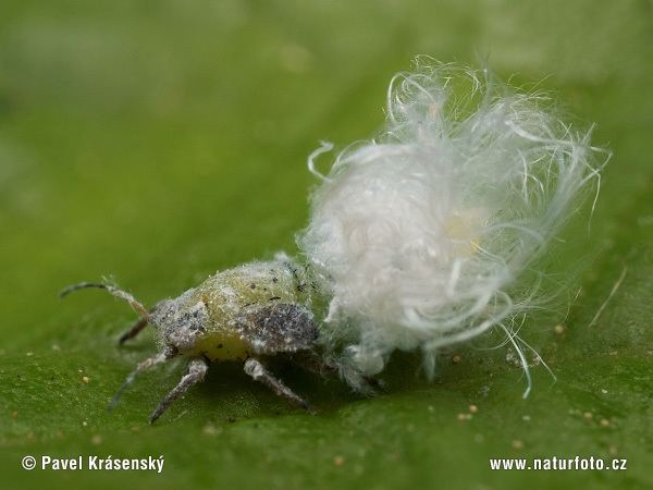 Jumping plant louse Jumping plant louse Pictures Jumping plant louse Images NaturePhoto