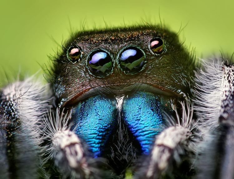 Jumping spider Jumping spider Wikipedia