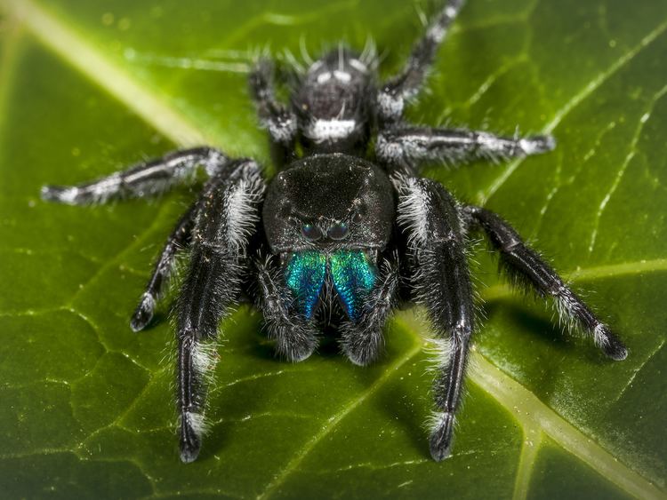 Jumping spider Jumping Spiders Pest Profile Pictures amp Information