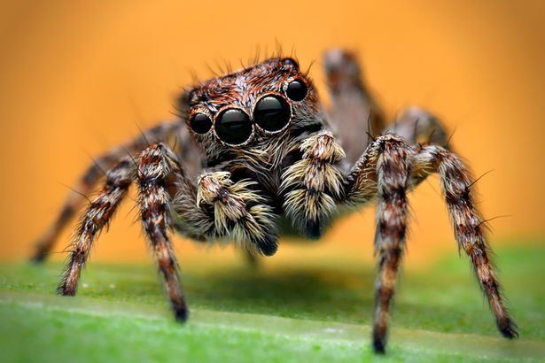 Jumping spider Jumping spiders spotted in Britain for the first time can JUMP 40