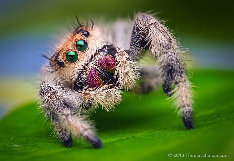 Jumping spider Macro Photos Of Cute And Cuddly Jumping Spiders by Thomas Shahan