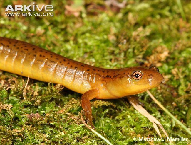 Junaluska salamander Junaluska salamander photo Eurycea junaluska G78734 ARKive
